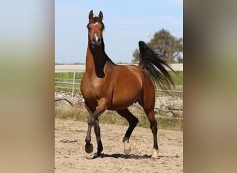 Volbloed Arabier, Merrie, 6 Jaar, Bruin