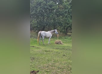Volbloed Arabier, Merrie, 6 Jaar, Schimmel