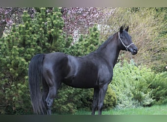 Volbloed Arabier, Merrie, 7 Jaar, 150 cm, Zwart