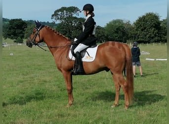 Volbloed Arabier, Merrie, 7 Jaar, 152 cm, Donkere-vos