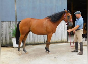 Volbloed Arabier, Merrie, 7 Jaar, 153 cm, Lichtbruin