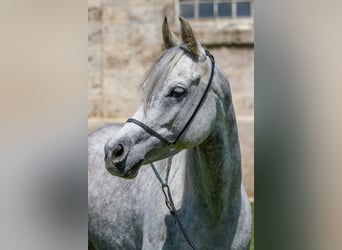 Volbloed Arabier, Merrie, 7 Jaar, Schimmel