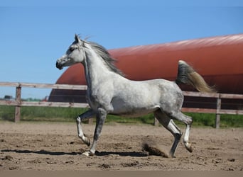 Volbloed Arabier, Merrie, 7 Jaar, Schimmel