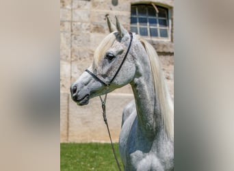 Volbloed Arabier, Merrie, 7 Jaar, Schimmel