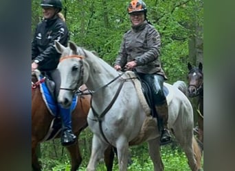 Volbloed Arabier, Merrie, 8 Jaar, 153 cm, Blauwschimmel