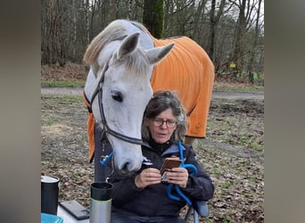 Volbloed Arabier, Merrie, 8 Jaar, 153 cm, Blauwschimmel