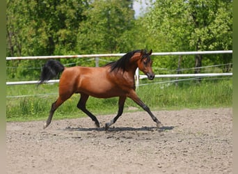 Volbloed Arabier, Merrie, 8 Jaar, 154 cm, Bruin