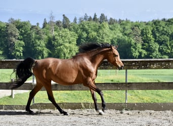 Volbloed Arabier, Merrie, 8 Jaar, 155 cm, Bruin