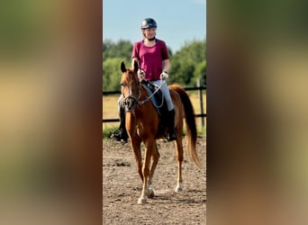 Volbloed Arabier, Merrie, 8 Jaar, 155 cm, Vos