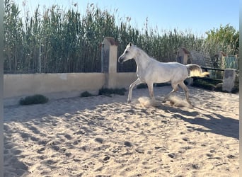 Volbloed Arabier, Merrie, 8 Jaar, 157 cm, Schimmel