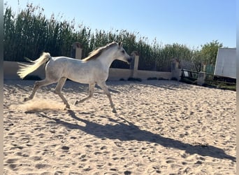 Volbloed Arabier, Merrie, 8 Jaar, 157 cm, Schimmel