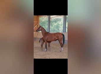 Volbloed Arabier, Merrie, 8 Jaar, 158 cm, Bruin