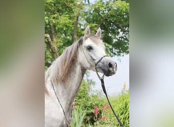 Volbloed Arabier, Merrie, 8 Jaar, Schimmel