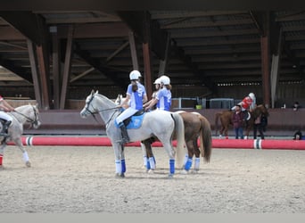 Volbloed Arabier, Merrie, 9 Jaar, 147 cm, Schimmel
