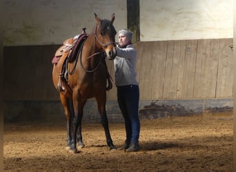 Volbloed Arabier, Merrie, 9 Jaar, 152 cm, Bruin