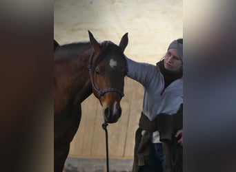 Volbloed Arabier, Merrie, 9 Jaar, 152 cm, Bruin