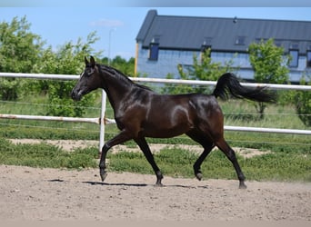 Volbloed Arabier, Merrie, 9 Jaar, 152 cm, Zwart