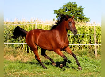 Volbloed Arabier, Merrie, 9 Jaar, 155 cm, Donkerbruin