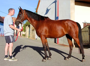 Volbloed Arabier, Merrie, 9 Jaar, 155 cm, Donkerbruin