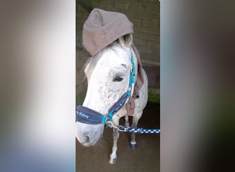Volbloed Arabier, Merrie, 9 Jaar, 155 cm, Schimmel