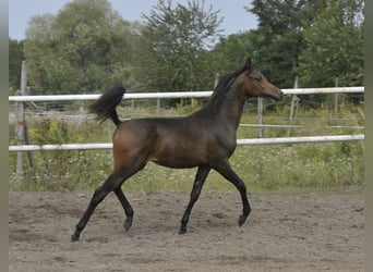 Volbloed Arabier, Merrie, Veulen (02/2025), Bruin