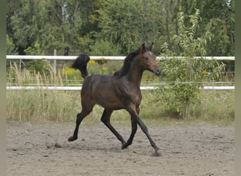 Volbloed Arabier, Merrie, Veulen (02/2025), Bruin