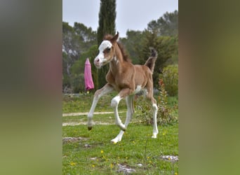 Volbloed Arabier, Merrie, Veulen (03/2026), Tovereo-alle-kleuren