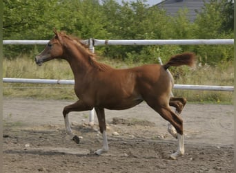 Volbloed Arabier, Merrie, Veulen (03/2025), Vos