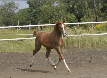 Volbloed Arabier, Merrie, Veulen (03/2025), Vos