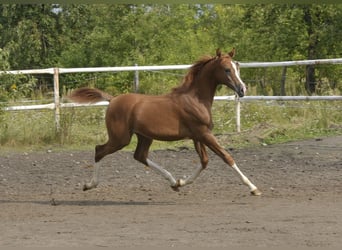 Volbloed Arabier, Merrie, Veulen (03/2025), Vos