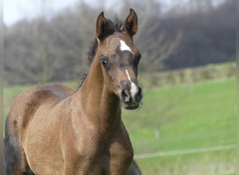 Volbloed Arabier, Merrie, veulen (03/2023), Zwart