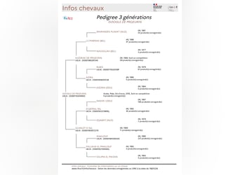 Volbloed Arabier, Ruin, 10 Jaar, 152 cm, Vliegenschimmel