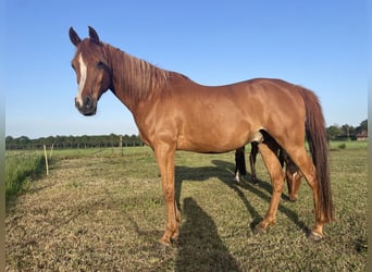 Volbloed Arabier, Ruin, 10 Jaar, 162 cm, Vos