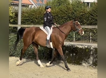 Volbloed Arabier, Ruin, 10 Jaar, 163 cm, Bruin