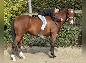 Volbloed Arabier, Ruin, 10 Jaar, 163 cm, Bruin