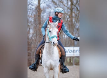 Volbloed Arabier, Ruin, 11 Jaar, 154 cm, Schimmel