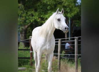 Volbloed Arabier, Ruin, 11 Jaar, 154 cm, Vliegenschimmel