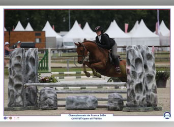 Volbloed Arabier, Ruin, 12 Jaar, 149 cm, Donkere-vos