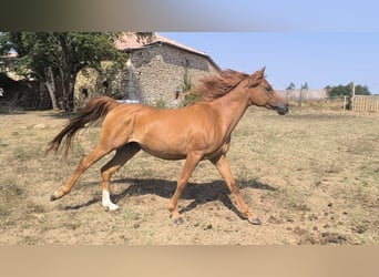 Volbloed Arabier, Ruin, 12 Jaar, 156 cm, Vos