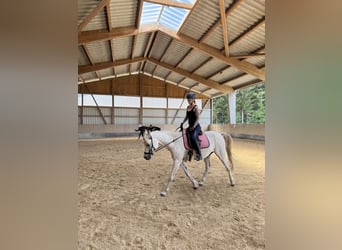 Volbloed Arabier, Ruin, 13 Jaar, 150 cm, Schimmel