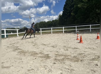 Volbloed Arabier, Ruin, 13 Jaar, 155 cm, Brauner