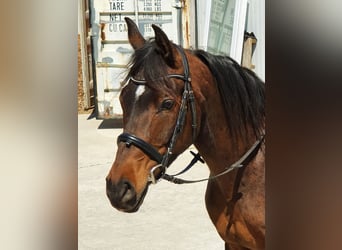Volbloed Arabier, Ruin, 13 Jaar, 156 cm, Donkerbruin