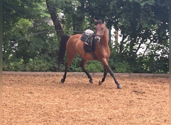 Volbloed Arabier, Ruin, 14 Jaar, 150 cm, Bruin