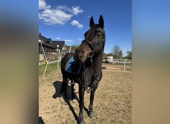 Volbloed Arabier, Ruin, 14 Jaar, 153 cm, Donkerbruin