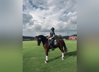 Volbloed Arabier Mix, Ruin, 15 Jaar, 144 cm, Bruin