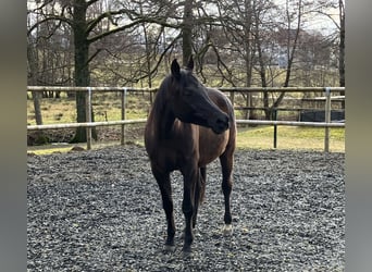 Volbloed Arabier, Ruin, 16 Jaar, 155 cm, Zwart