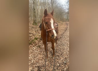 Volbloed Arabier, Ruin, 17 Jaar, 148 cm, Vos