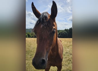 Volbloed Arabier, Ruin, 1 Jaar, 165 cm, Bruin