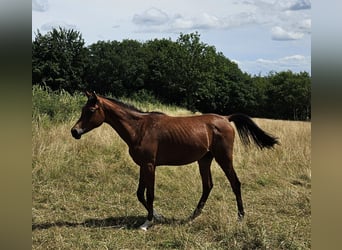 Volbloed Arabier, Ruin, 1 Jaar, 165 cm, Bruin