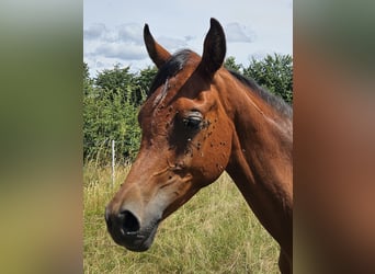 Volbloed Arabier, Ruin, 1 Jaar, 165 cm, Bruin